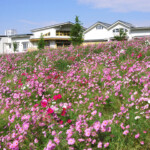 愛知牧場のコスモス畑より施設を望む。